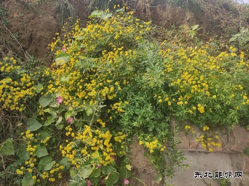 昨日黄花
