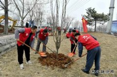 潞安焦化：开展“学党史、植绿树，为团旗添彩”志愿活动