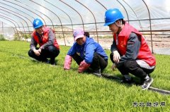 国网黑龙江兴凯湖电业公司：浪花滚滚润田酥 苗齐禾壮展绿装