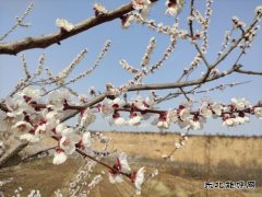 走在春天里