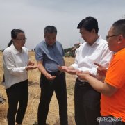 陕煤蒲白矿业：农光互补  “麦”向丰收