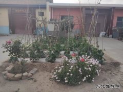 母亲的菜园子