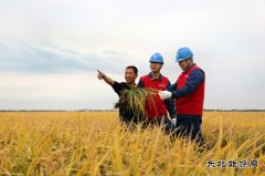 国网佳木斯供电公司：护航秋收 “电”靓“丰”景