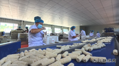 国网义县供电公司：助力乡村鲜食玉米产业振兴