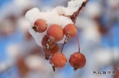 瑞雪扬清风